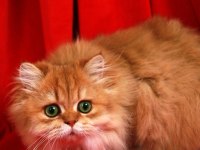 BLH BY11 British Longhair