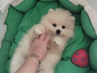 Pomeranian boo ayı surat