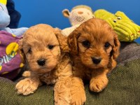 BABYFACE MALTİPOO YAVRULARIMIZ