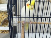 3 Aylık Sultan Papağanı Sağlıklı Lutino Tür