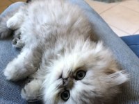 BRİTİSH LONGHAİR GRİ RENK YENİ SÜTTEN KESİLME