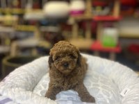 Teacup Toy Poodle Güzelliği @petclubadana