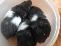 Suriye Hamsterları 4 haftalık