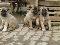 IRK GARANTİLİ KANGAL YAVRULARI
