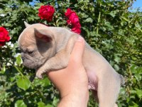 36 günlük blue fawn lilac (plat taşıyıcı) french bulldoglar