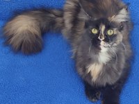 A Kalite Maincoon Yavrumuz Teslime Hazırdır