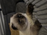 Sakin ve akıllı 1 yaşını tamamlamış blue point scottish fold