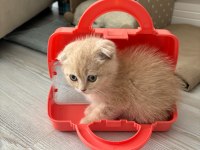 Yavru scottish fold latte