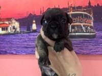 Fransız bulldog 2 adet