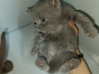 Cinnamon ve lilac british bebeklerim ailelerini arıyor
