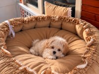 Sağlık Garantili Maltipoo Yavrular