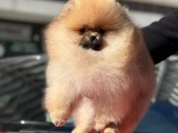 Safkan pomeranian yavruları