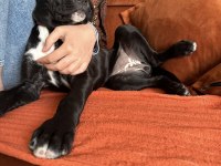 DİŞİ CANE CORSO YETİŞKİN