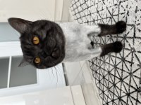 Ücretsiz british shorthair kedimiz