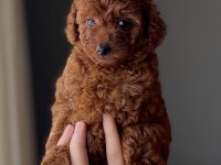 Safkan Poodle Yavruları - Sevgi Dolu Dostunuz