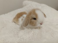 Hollanda Lop Bebek Tavşanlar