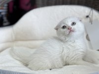 2 aylık scottish fold dişi