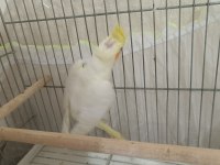 Sultan papağanı lutino kuşumuz