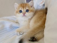 Ev ortamında büyüyen safkan british shorthair yavrular