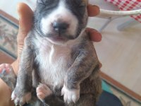5 haftalık french bulldog yavrular