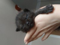 Minik bebeğin seni bekliyor scottish fold