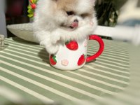 TEACUP MİNİ BOY PARTİCOLOR POMERANİAN PRENSES