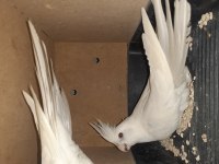 Damızlık Yumurtalı Albino Takım Sultan Papağanı