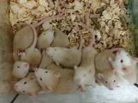 Rat bebekler