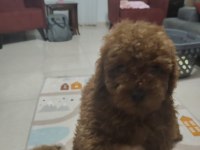 Toy poodle bebekler