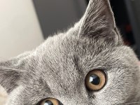 Güzel british shorthair kızımı sahiplendiriyorum