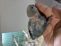 30 günlük yeni yeme düşecek sevda papağanı