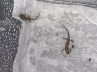 Pürtüklü Semender Yavru (Triturus Karelinii)