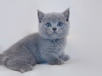 British Shorthair Yavruları