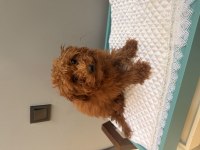 4 aylık toy poodle erkek