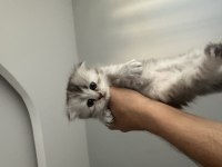 KEDİLERİMİZİN SÜTTEN KESİLMESİNE SON 10 GÜN