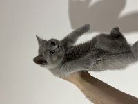 Lilac fawn british shorthair bebekler