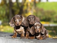 Özel Renk Merle Dachshund Merle Aşılı Bebekler