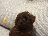 Erkek Teacup Dark Redbrown Kore Poodle