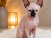 Safkan Sfenks (Sphynx/Canadian Sphynx) Yavruları