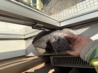 Scottish Fold Dişi 2 yaşında ÜCRETSİZ