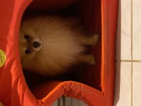 Yetişkin tilki surat pomeranian