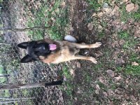 Show Alman Kurdu Köpeği
