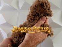 ORİJİNAL TOY POODLE