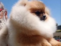 Orijinal pomeranian boo