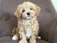 Maltipoo Yavrularımız Yeni Evlerini Bekliyor