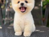 Orjinal Pomeranian Boo