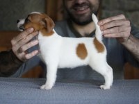 FCI şecereli dereceli soydan gelen jack russell