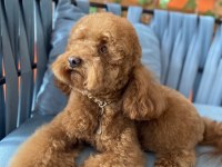 Red Brown Toy Poodle