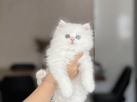 MÜKEMMEL KALİTE HARİKA GEN BRİTİSH LONGHAİR YAVRUM