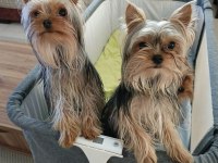 Safkan Yorkshire Terrier Yavruları